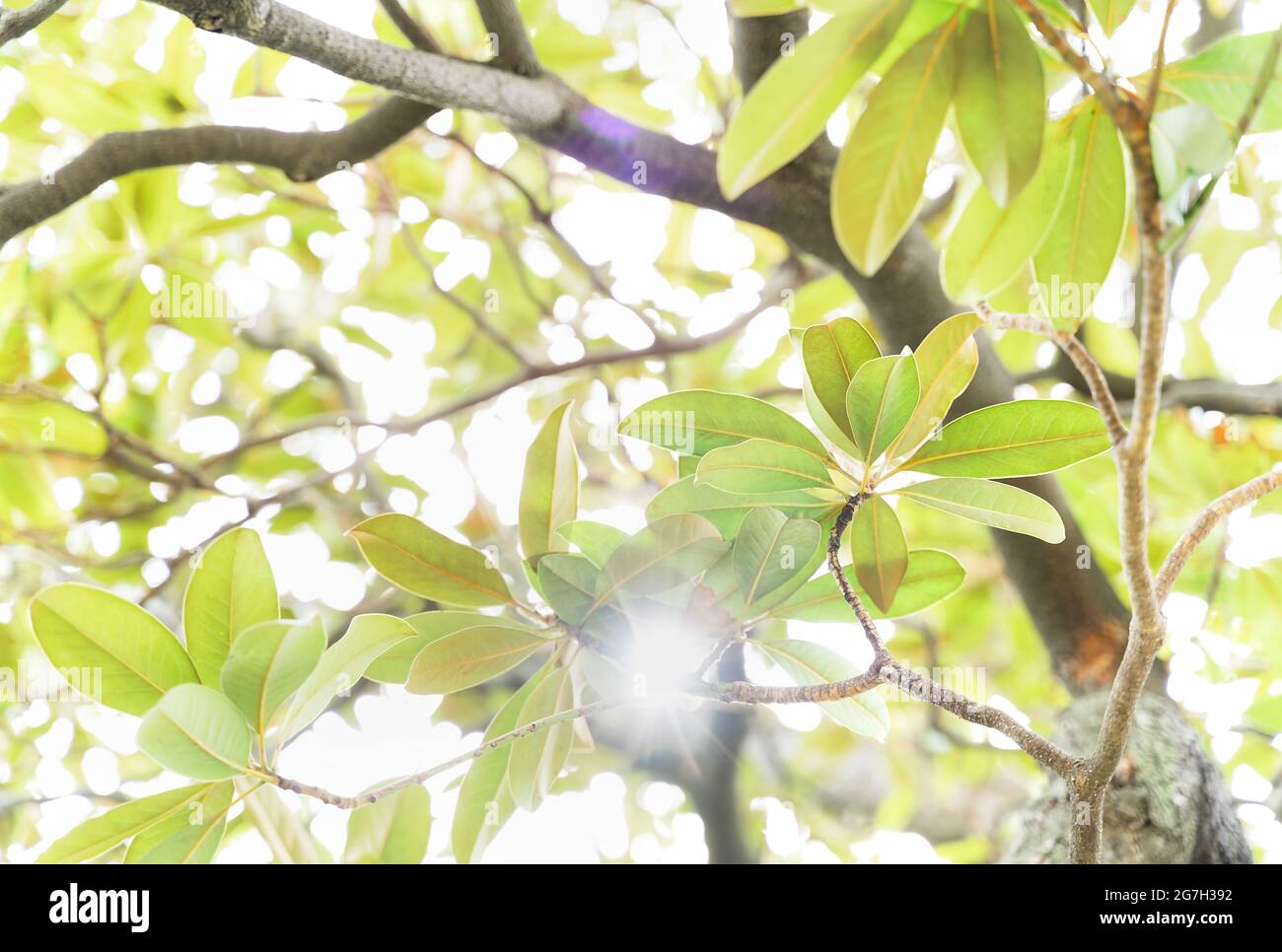 Feuillage de printemps rétroéclairé et soleil brillant à travers les feuilles. Magnifique arrière-plan naturel à motif de papier peint. Banque D'Images