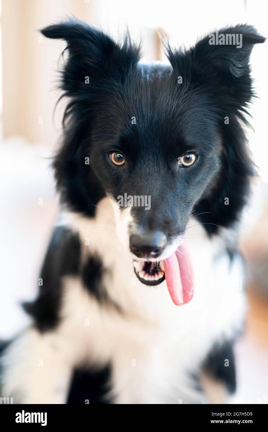 Faible profondeur de champ portrait d'une bordure de race rouge collie montrant sa langue. Image verticale Banque D'Images