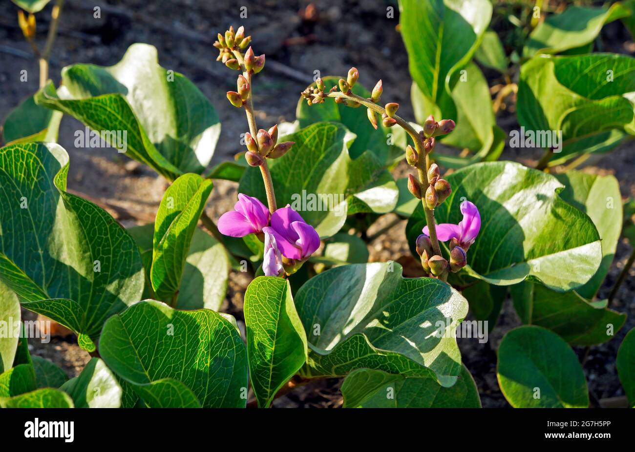 Fleurs des haricots de plage (Carnavalia rosea) Banque D'Images