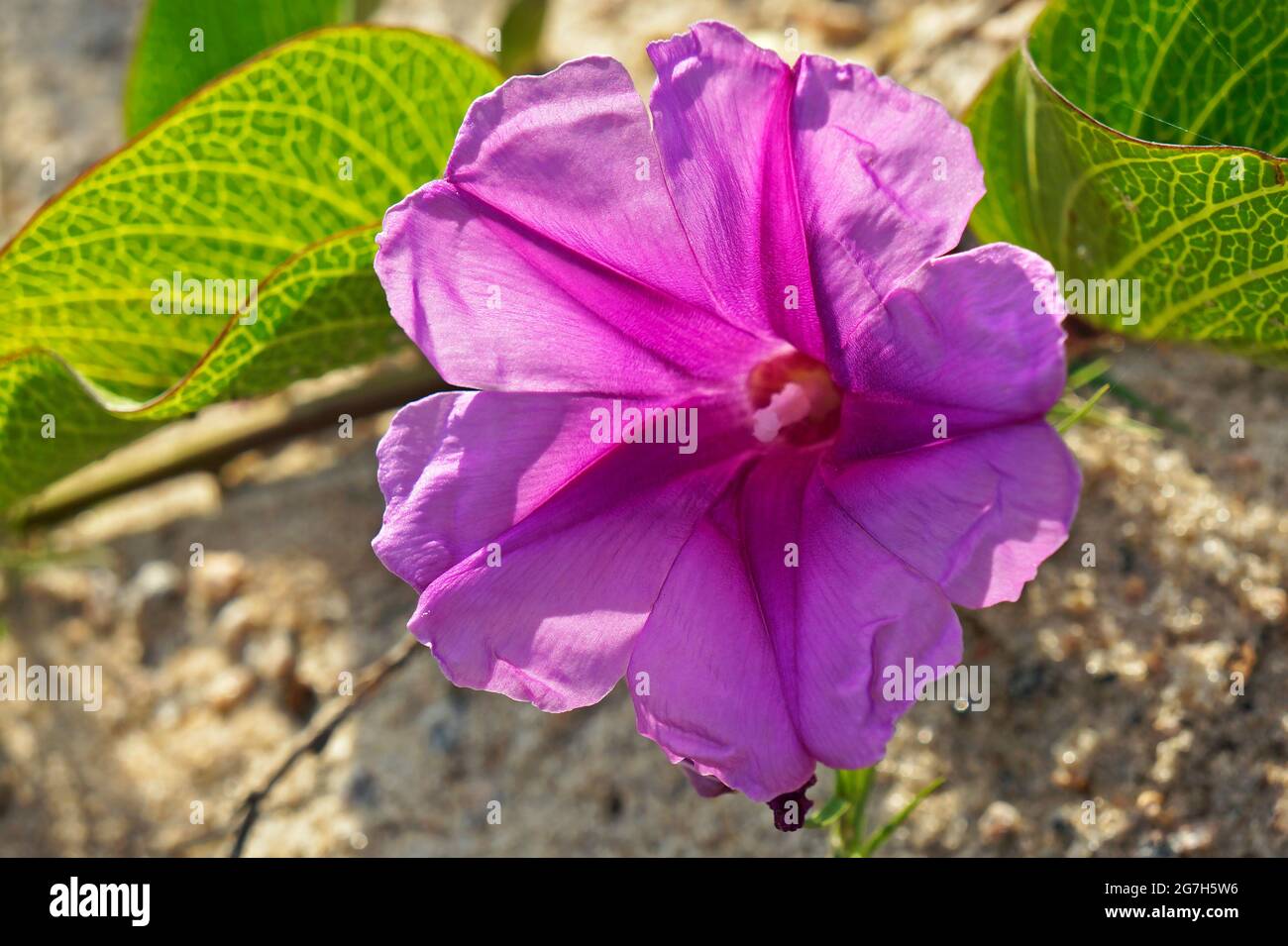 Plage Morning Glory (Ipomoea pes-caprae) Banque D'Images