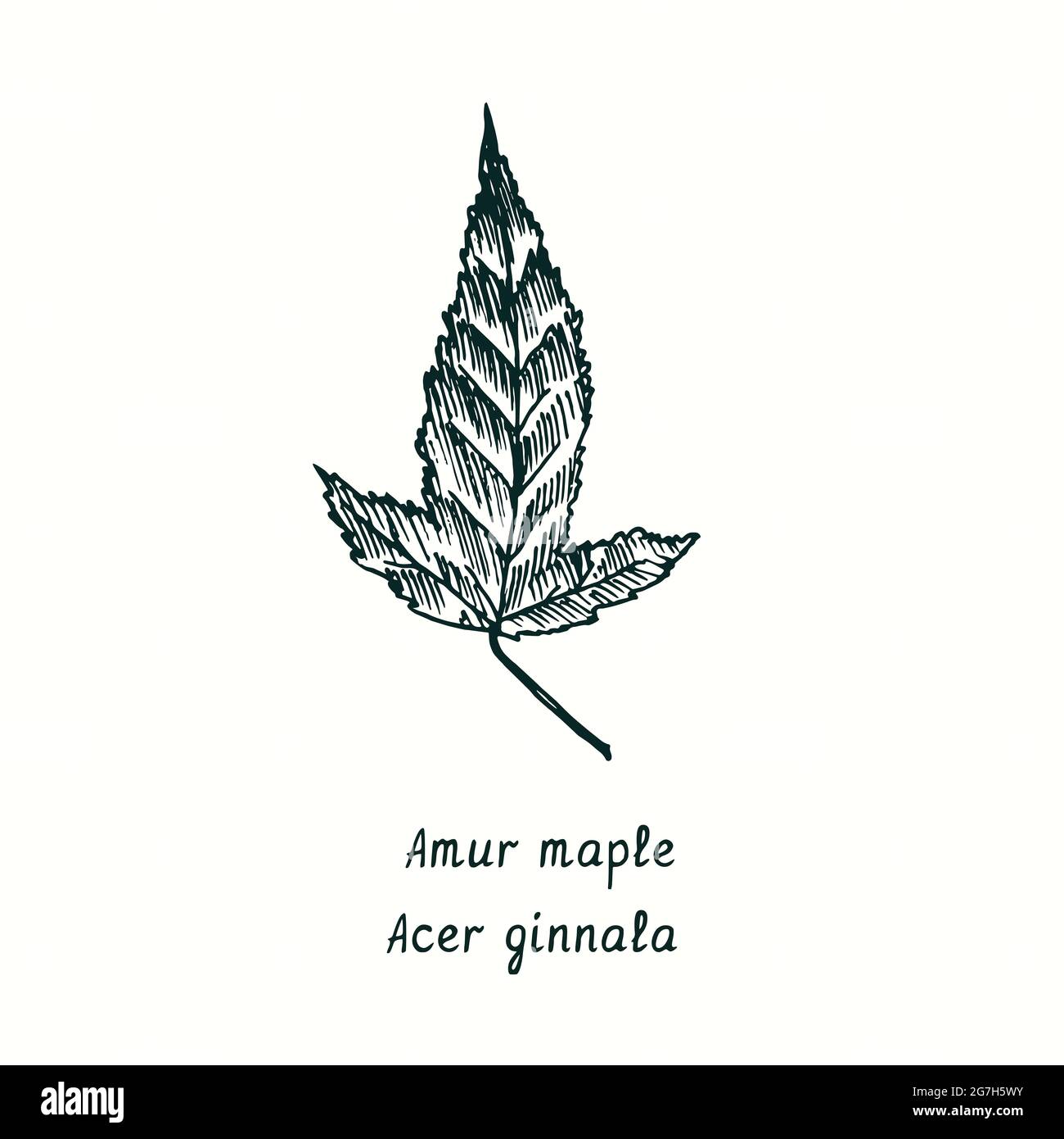 Feuille d'érable Amur (Acer ginnala). Dessin d'une boisée noire et blanche à l'encre. Banque D'Images