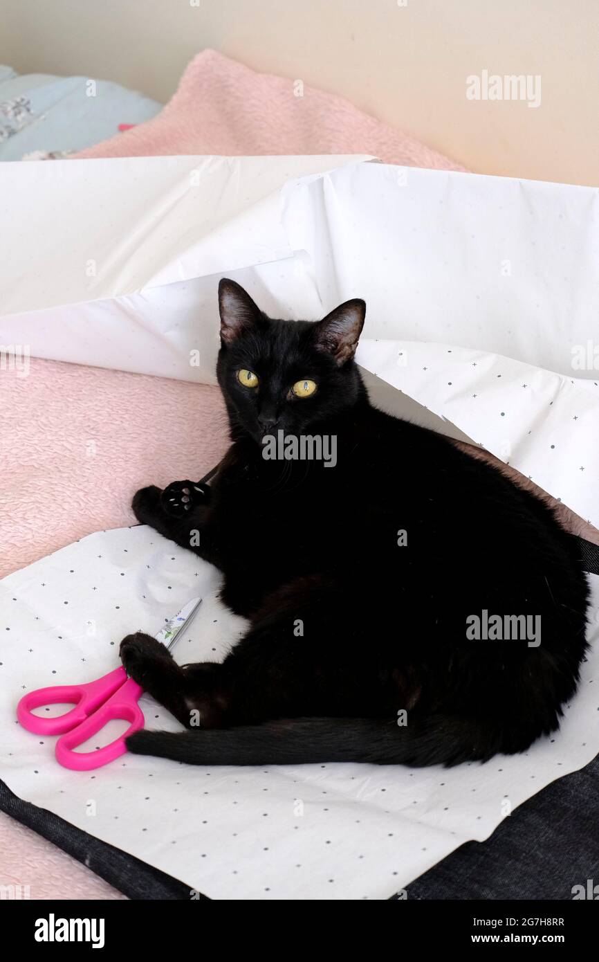 Un petit chat noir fait délibérément obstruction à un projet de couture Banque D'Images