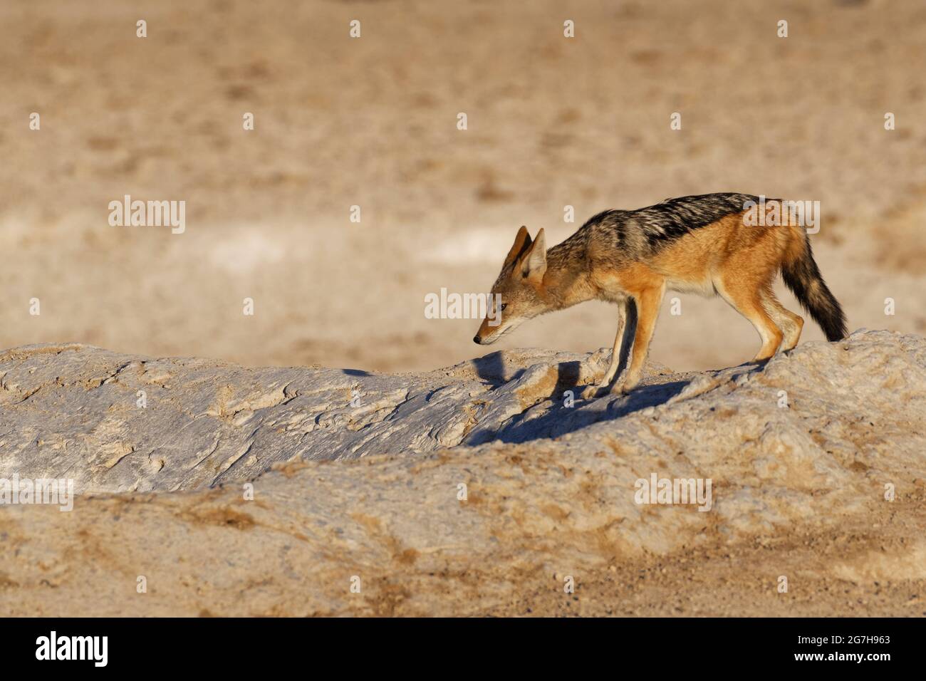 Chacal à dos noir (Canis mesomelas) debout au trou d'eau sous le soleil du soir, Parc national d'Etosha, Namibie, Afrique Banque D'Images