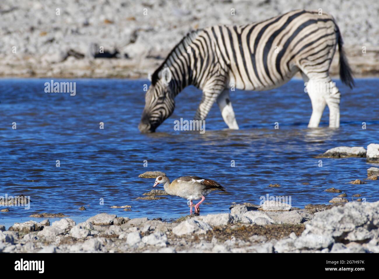 Oie égyptienne (Alopochen aegyptiaca) à la recherche de nourriture, zébra de Burchell (Equus quagga burchellii) dans l'eau potable à l'arrière, Etosha NP, Namibie Banque D'Images