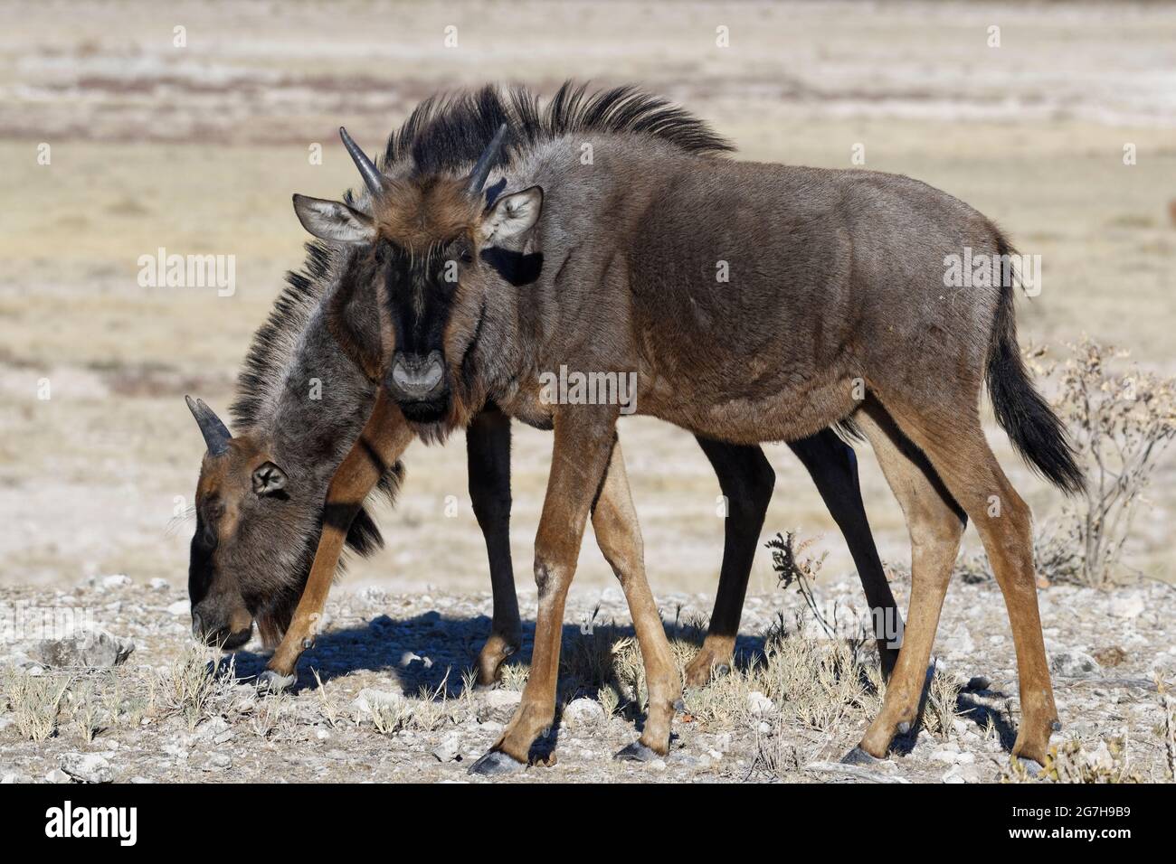 Flétrissure bleue (Connochaetes taurinus), deux jeunes veaux qui se défont sous le soleil du matin, Parc national d'Etosha, Namibie, Afrique Banque D'Images