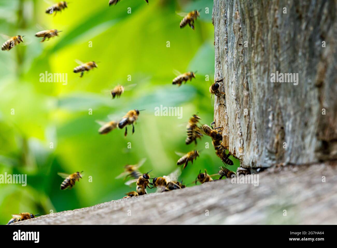Un essaim d'abeilles à la maison d'abeilles Banque D'Images