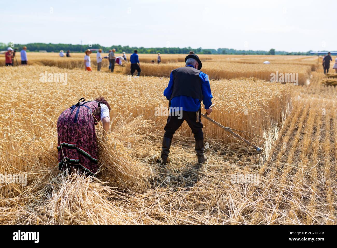 Récolte traditionnelle dans les zones rurales de l'est de la Hongrie Banque D'Images