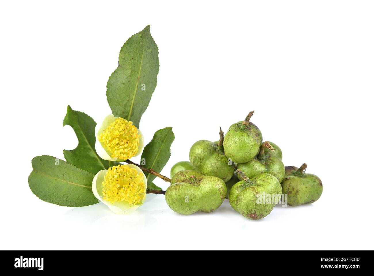 Graines de thé vert et fleur de thé isolées sur fond blanc Banque D'Images