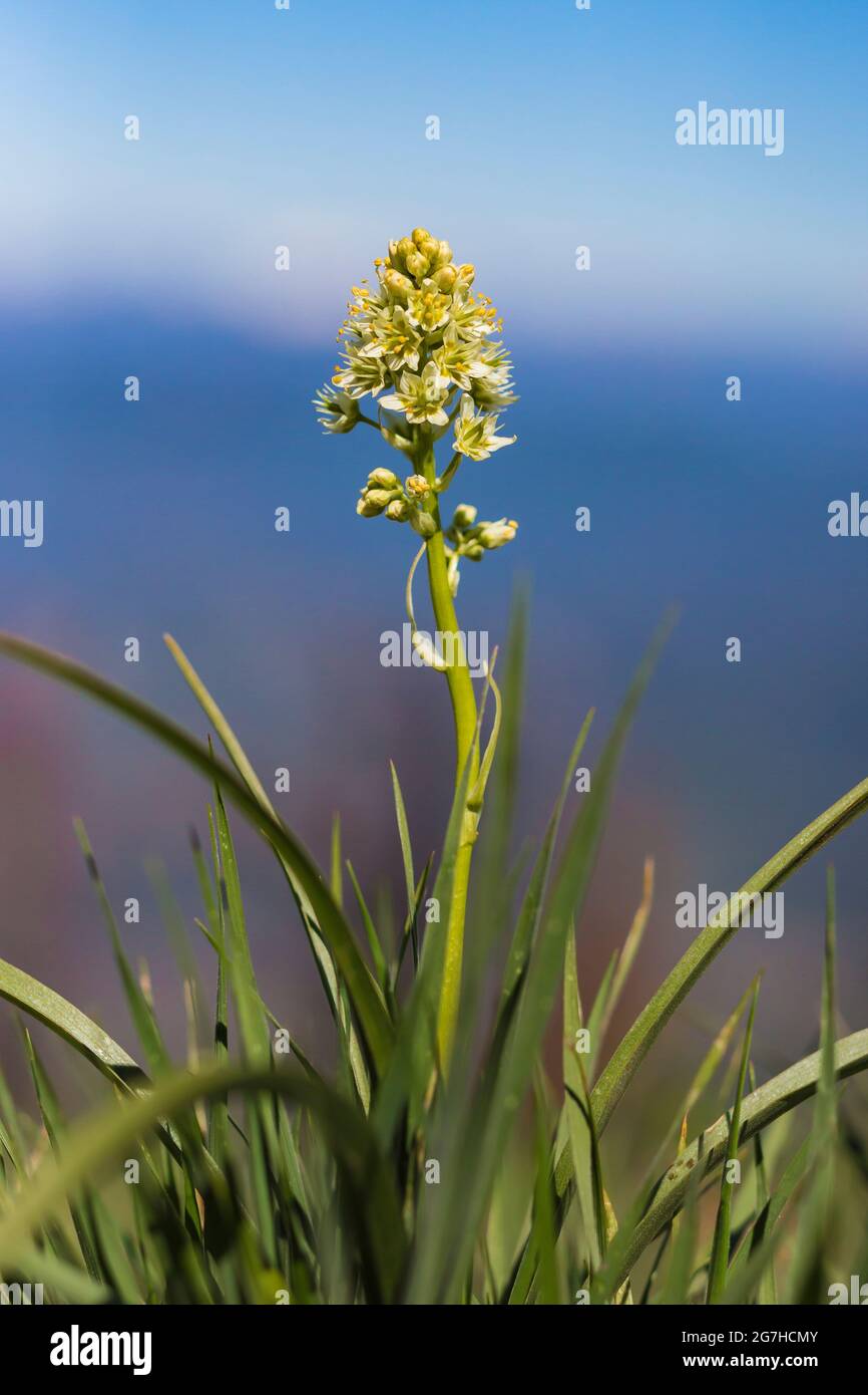 Meadow Death Camas, Toxicocordion venenosum, une plante toxique de Table Mountain, Forêt nationale d'Okanogan-Wenatchee, État de Washington, États-Unis Banque D'Images