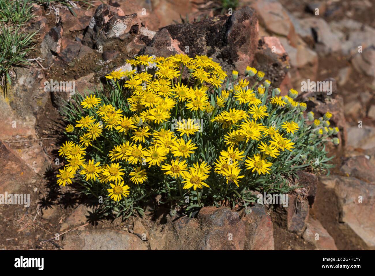 Oregon Sunshine, Eriophyllum lanatum, floraison à Table Mountain, Forêt nationale Okanogan-Wenatchee, État de Washington, États-Unis Banque D'Images