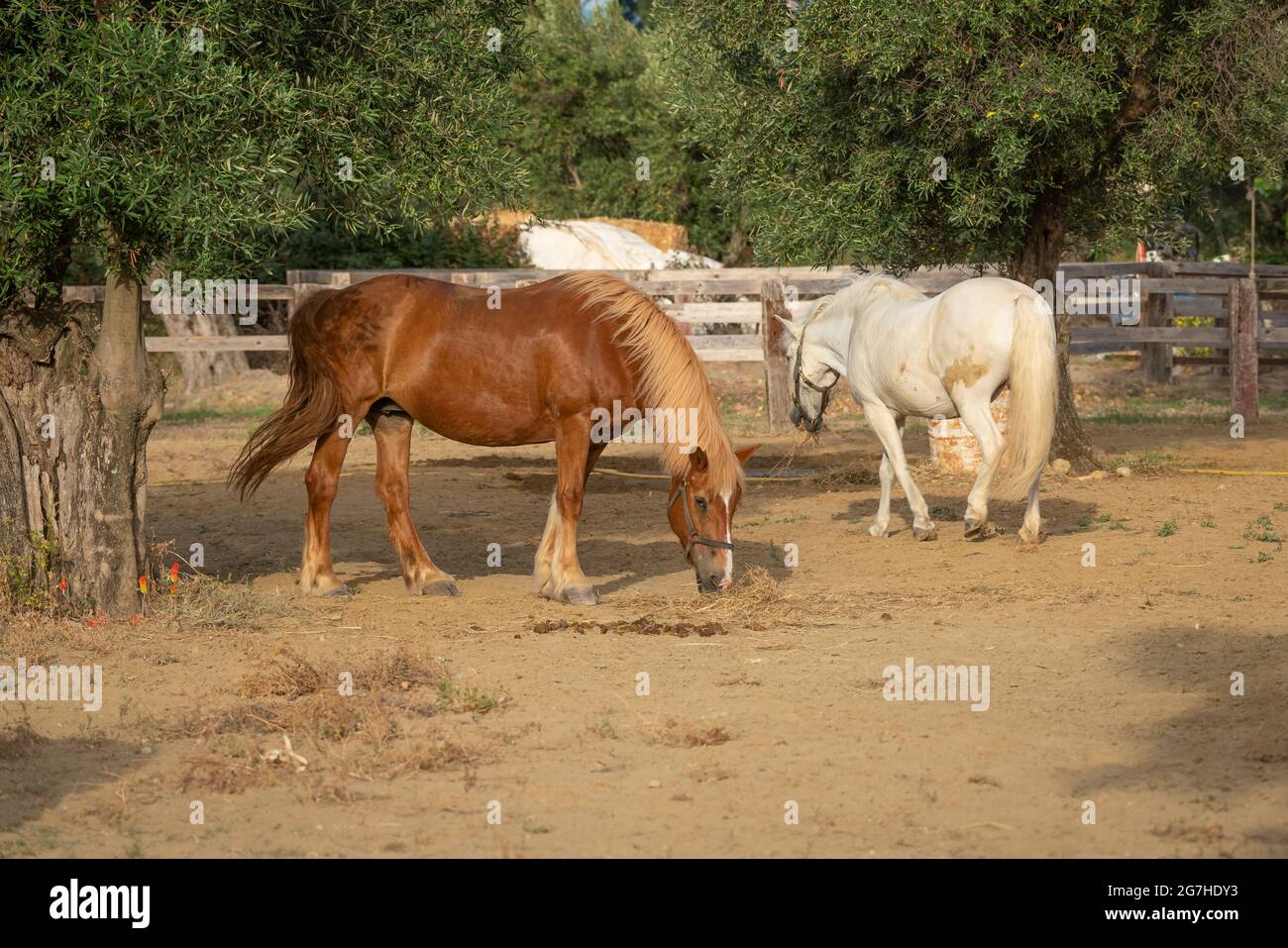 Deux chevaux dans un corral au ranch Banque D'Images