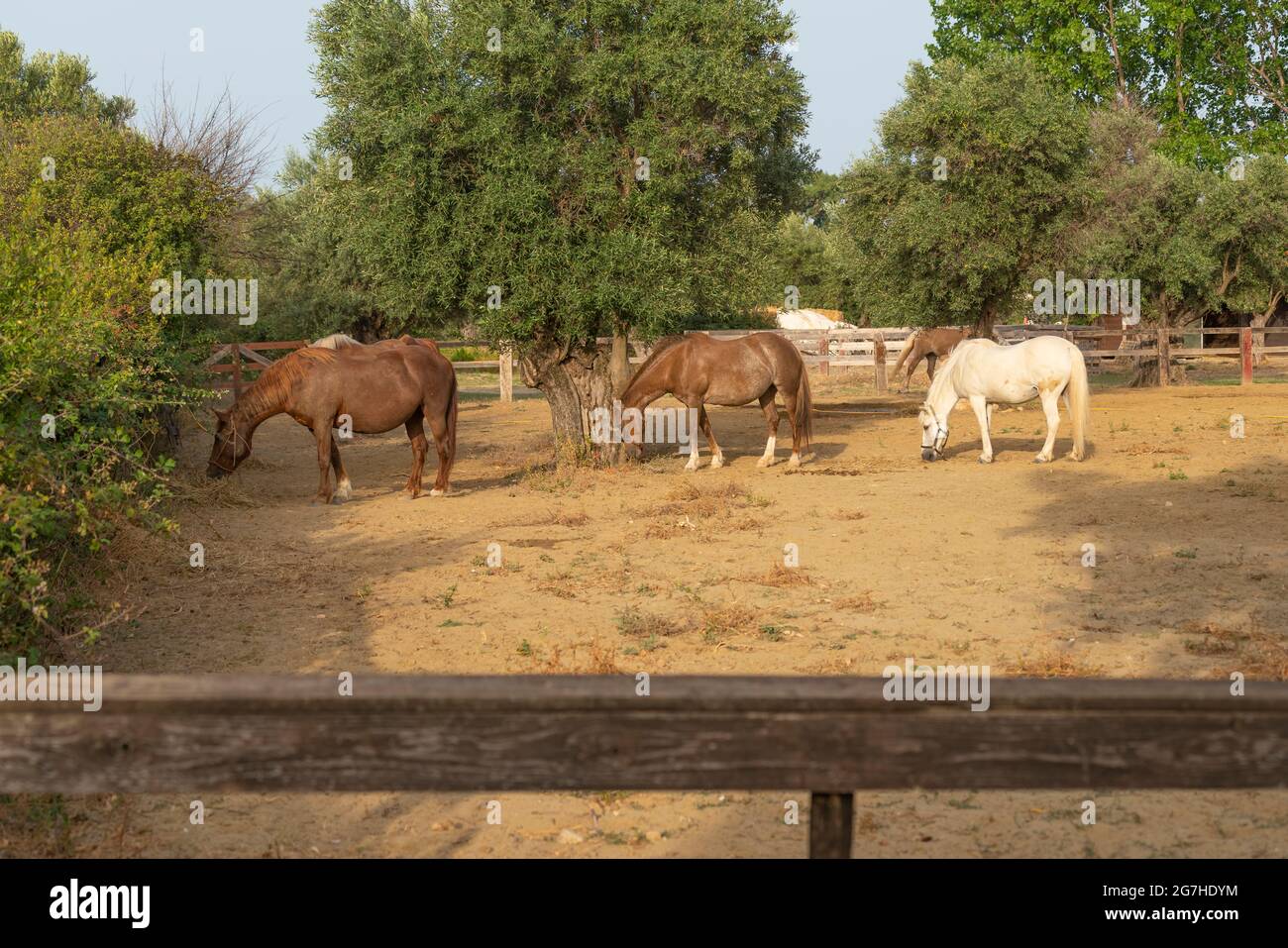 Troupeau de chevaux dans un corral au ranch Banque D'Images