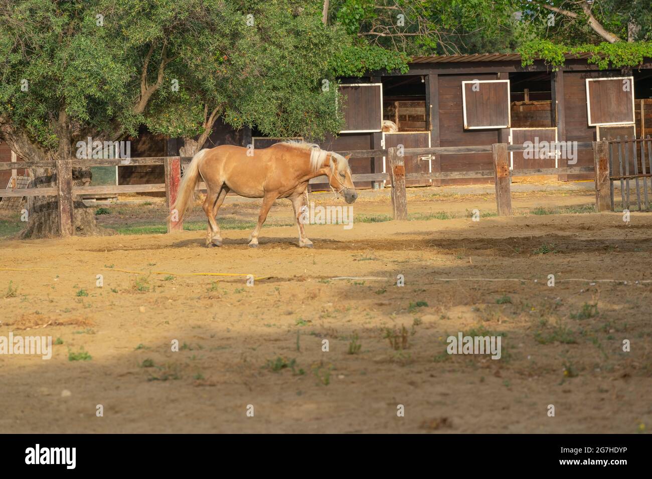 Cheval dans un corral au ranch Banque D'Images