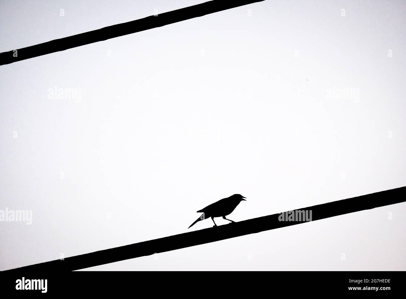 Oiseau noir à ailes rouges silhoueté sur un fil utilitaire, Connecticut, États-Unis. Banque D'Images