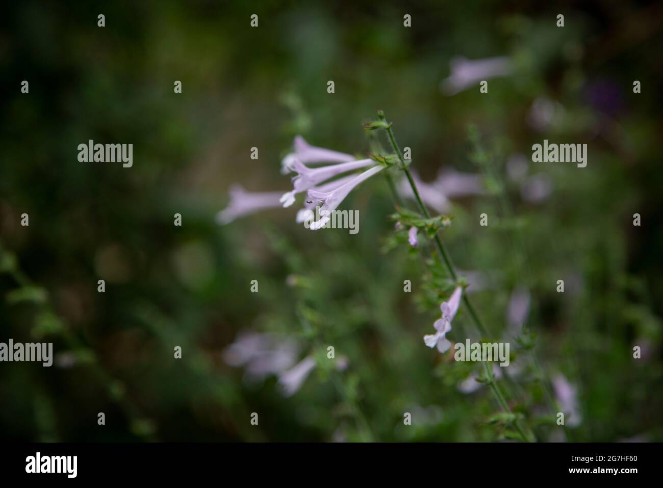 Les délicates fleurs lilas de salvia scabra ou Coast Blue Sage au Chelsea Physic Garden, Londres, Royaume-Uni. Le Chelsea Physic Garden est l'un des vieux Banque D'Images
