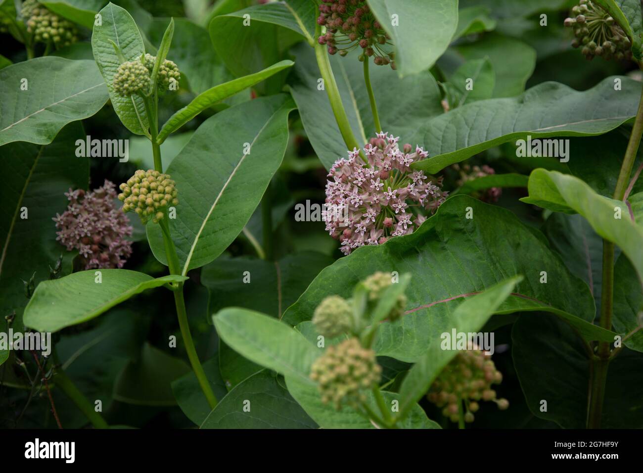 Asclepias syriaca, communément appelé latweed commun, fleur de papillon, silkweed, laitand-moût soyeux, et silkweed de Virginie, est une espèce de floraison p Banque D'Images