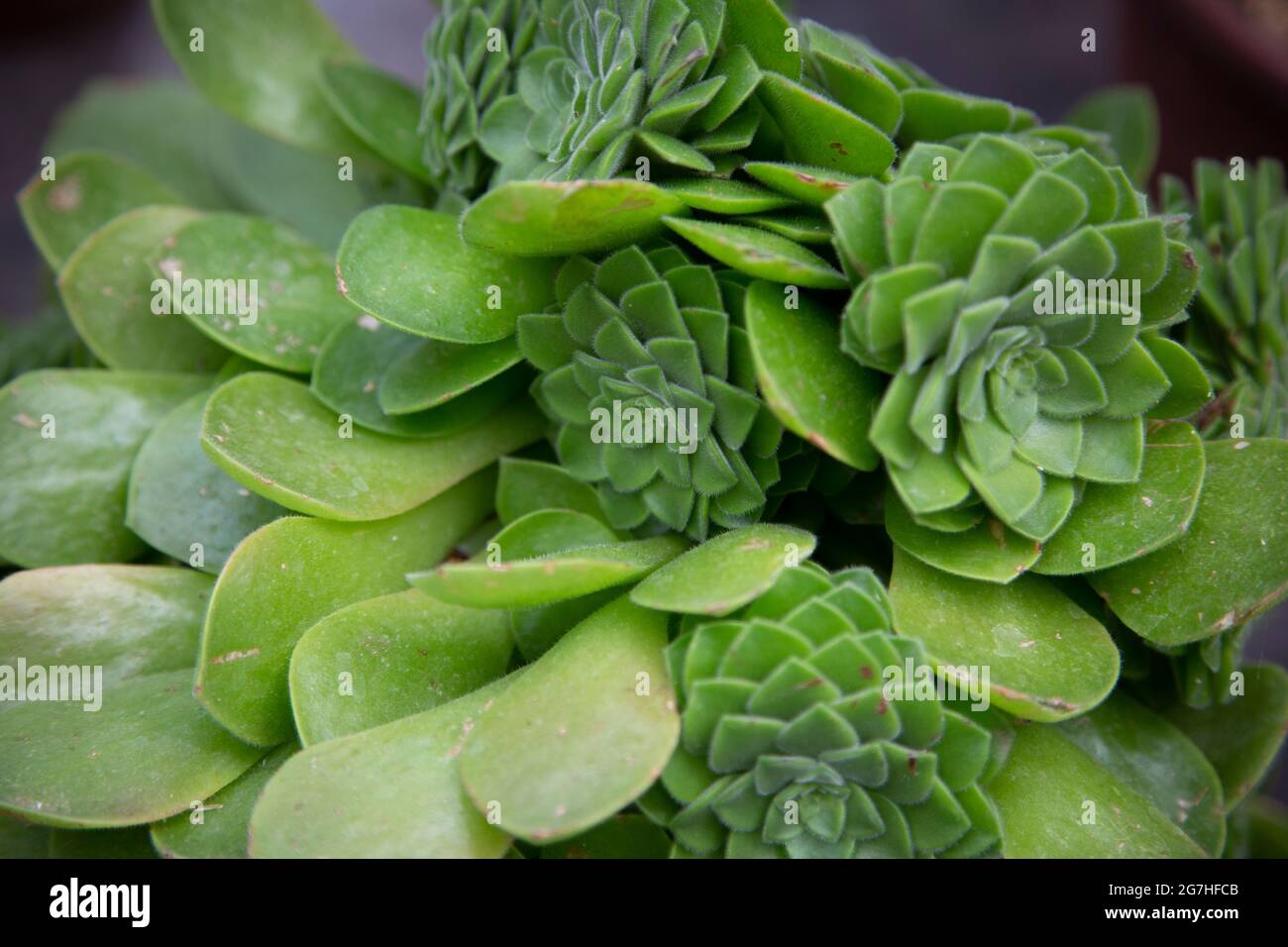 Aeonium smithii, communément appelé le géant Houseleek de Smith, est un petit succulent qui se ramifie pour former un petit arbuste. Chelsea Physic Garden, Londres, U Banque D'Images