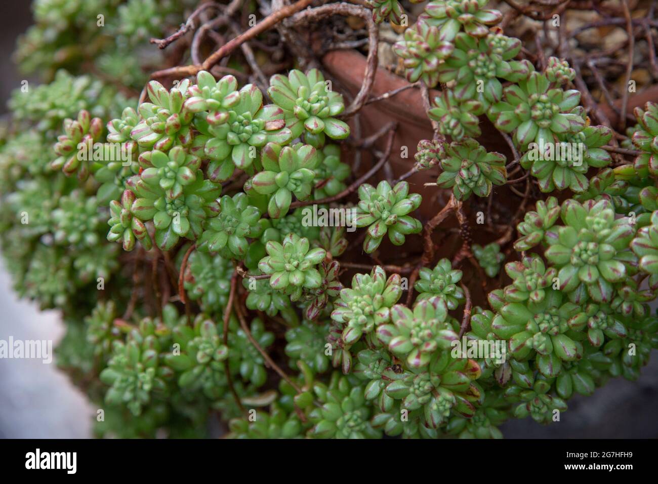 L'Aeonium sedifolium, un compact et en croissance succulent local aux îles Canaries, en Espagne. Le Chelsea Physic Garden est l'un des plus anciens jardins botaniques Banque D'Images