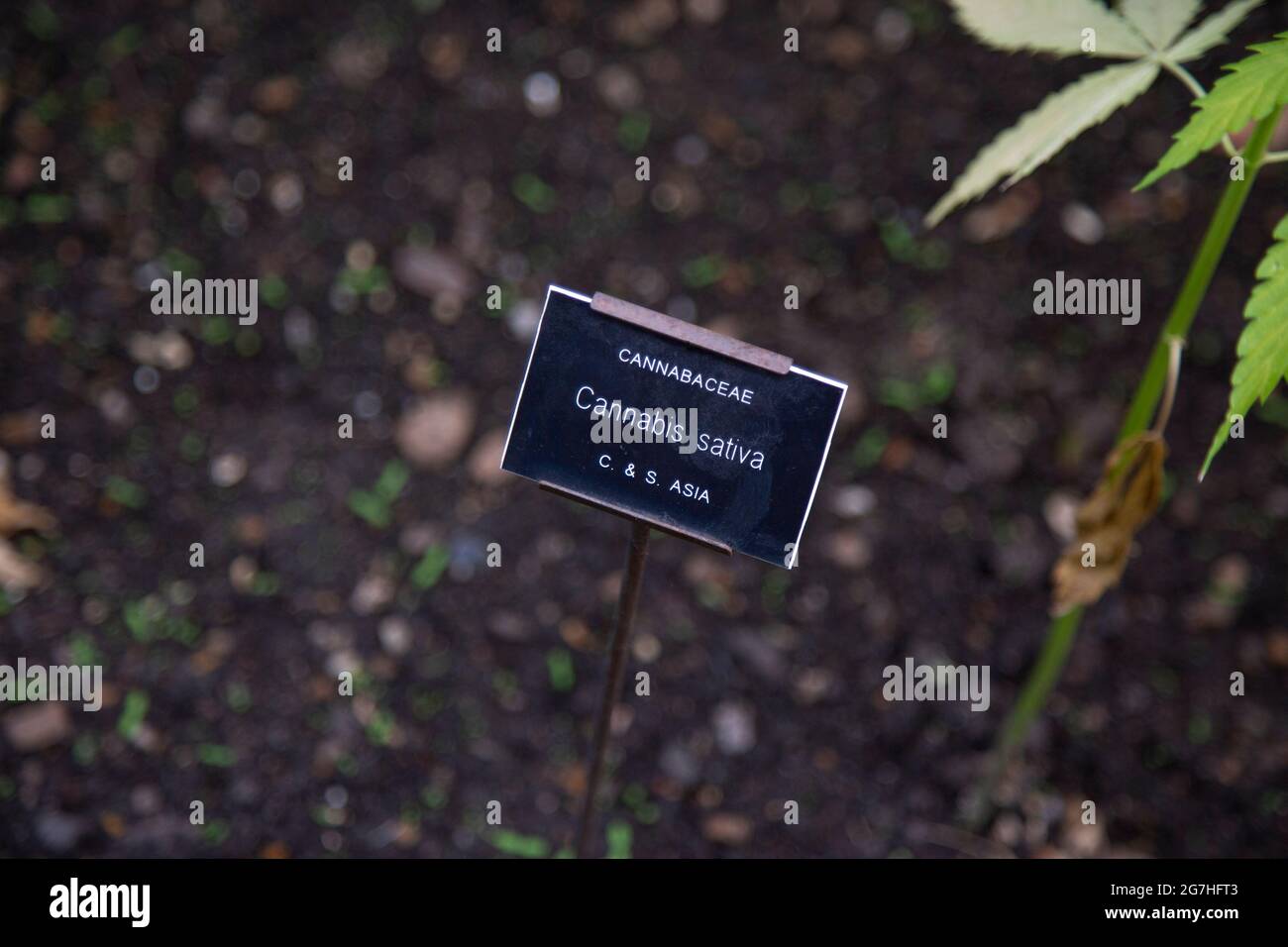Cannabis sativa est une plante à fleurs herbacée annuelle indigène à l'Asie de l'est. Il a été cultivé tout au long de l'histoire enregistrée, utilisé comme aigre Banque D'Images