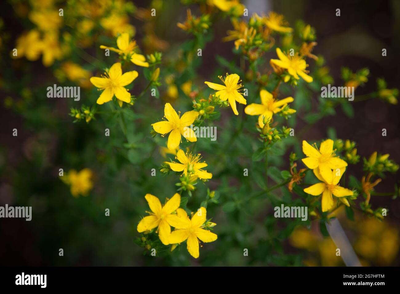 Hypericum perforatum, le millepertuis est apprécié pour traiter la dépression et d'autres troubles de l'humeur et est testé pour combattre Covid-19. Le Chelsea Physic Banque D'Images