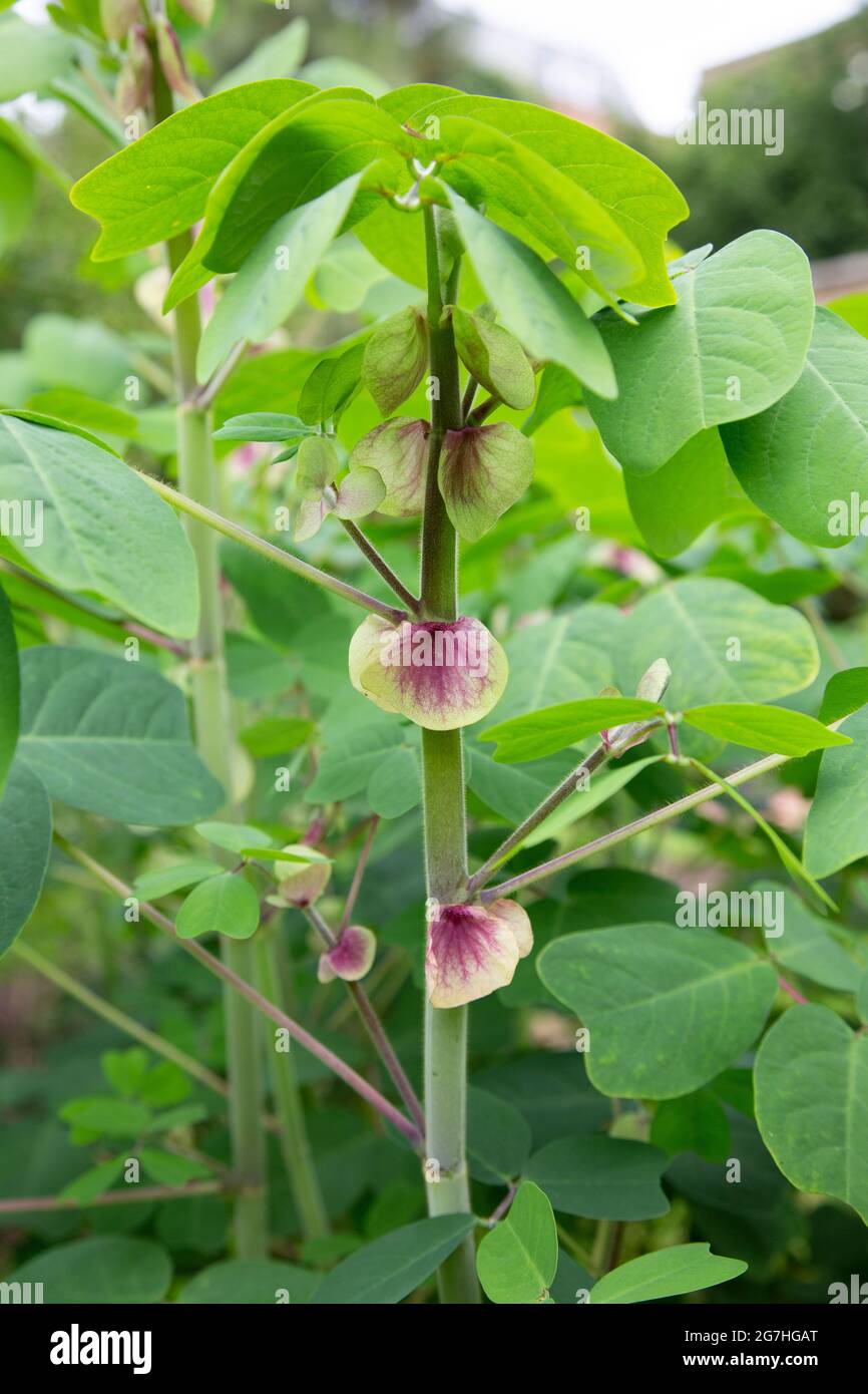 Amicia zygomeris, également connu sous le nom d'amicia à feuilles jouées, sont des vivaces verticales avec un congé alternatif composé de 4 dépliants, avec un veiné violet ostentatoire Banque D'Images