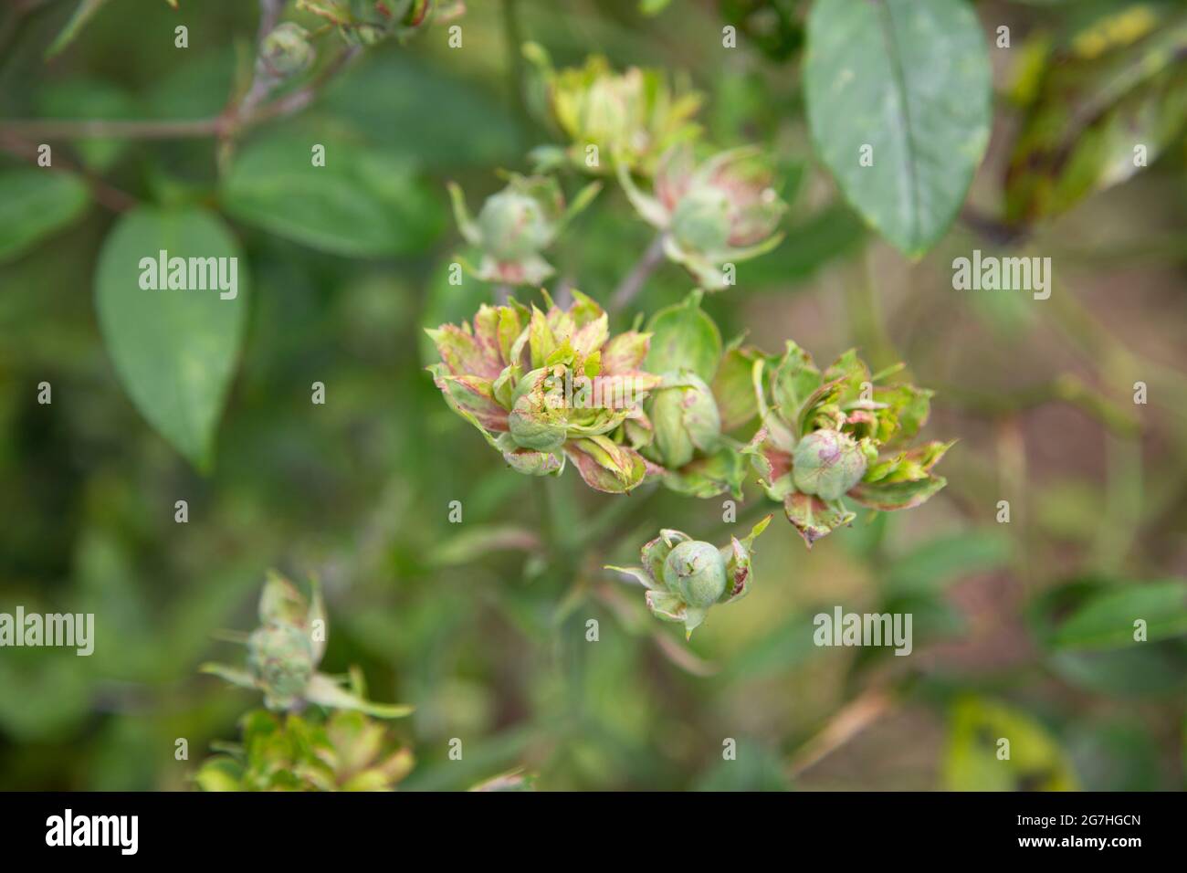 Rosa chinensis veridiflora, également connue sous le nom de rose de Chine ou de rose verte, est vue dans quelques peintures chinoises anciennes. Banque D'Images