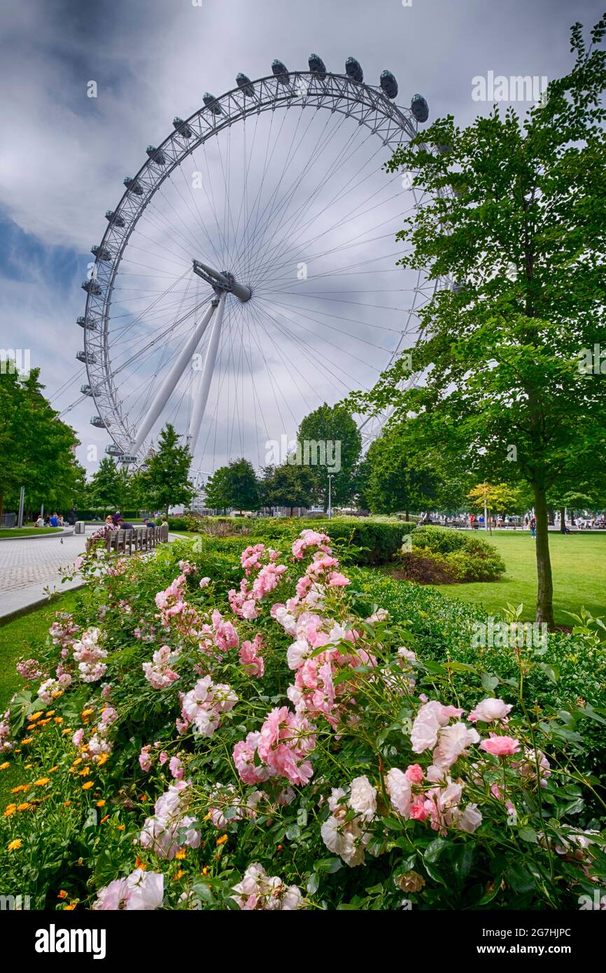Jubilee Gardens près du centre de South Bank à Waterloo, Londres, avec la roue London Eye en arrière-plan. Banque D'Images