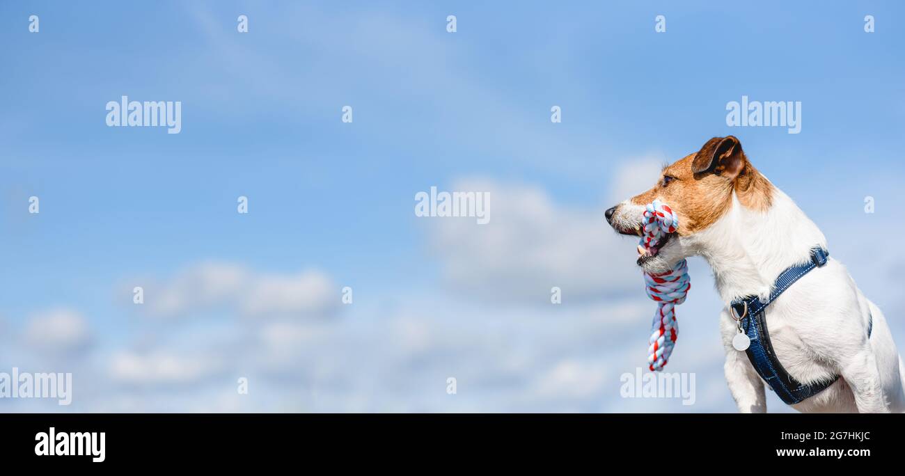 Panorama avec chien tenant dans la bouche tissage animal jouet corde et fond de ciel Banque D'Images