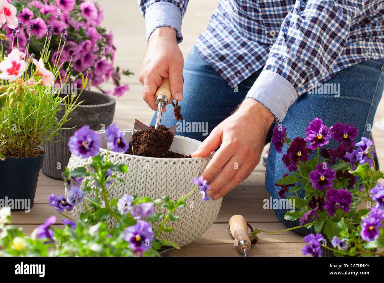 homme jardinier plantant du pansy, fleurs de lavande dans un pot de fleurs dans le jardin sur la terrasse Banque D'Images