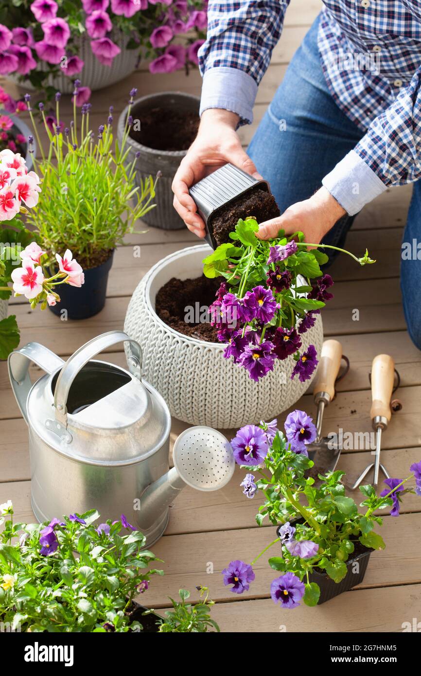 homme jardinier plantant du pansy, fleurs de lavande dans un pot de fleurs dans le jardin sur la terrasse Banque D'Images