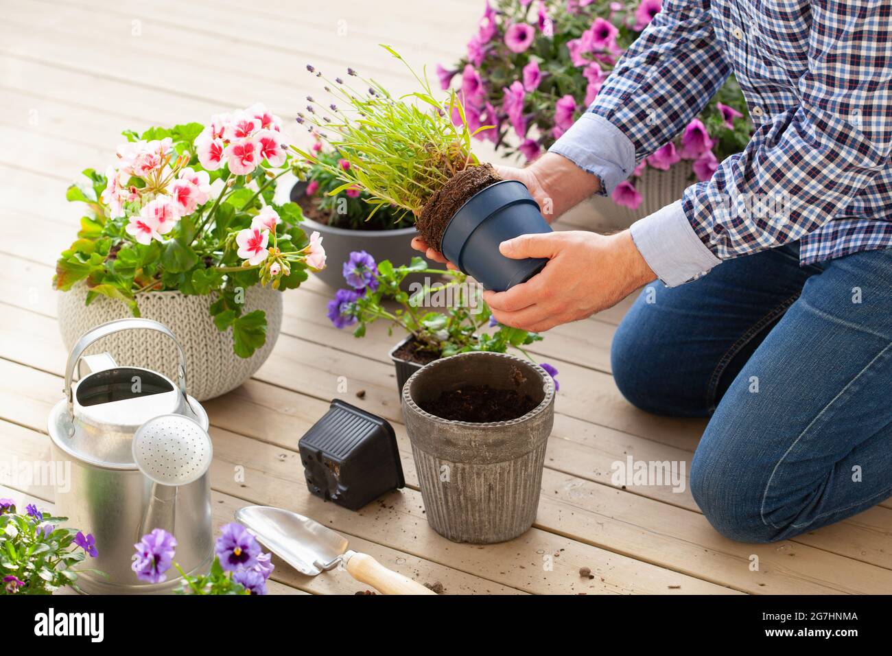 homme jardinier plantant du pansy, fleurs de lavande dans un pot de fleurs dans le jardin sur la terrasse Banque D'Images