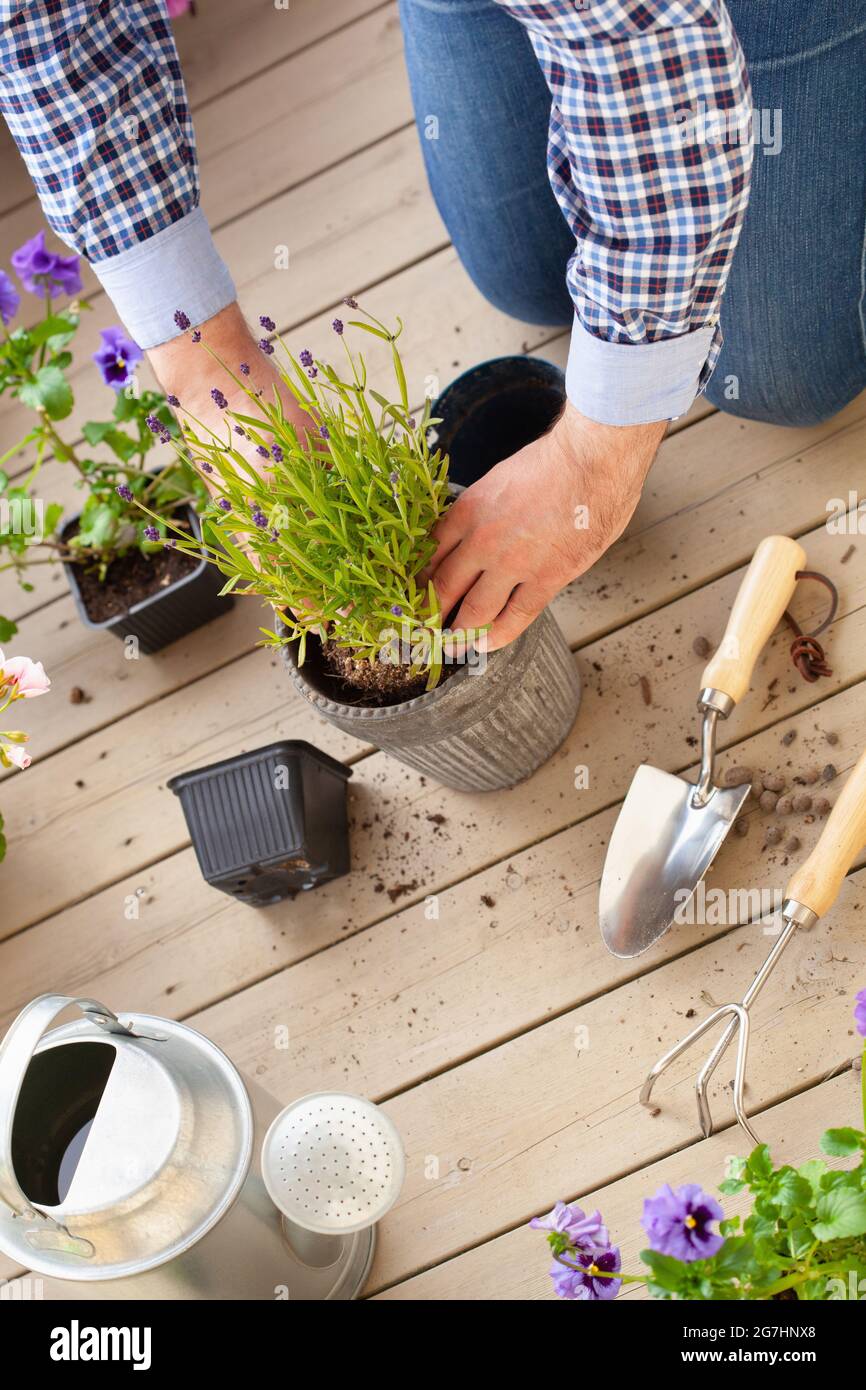homme jardinier plantant du pansy, fleurs de lavande dans un pot de fleurs dans le jardin sur la terrasse Banque D'Images