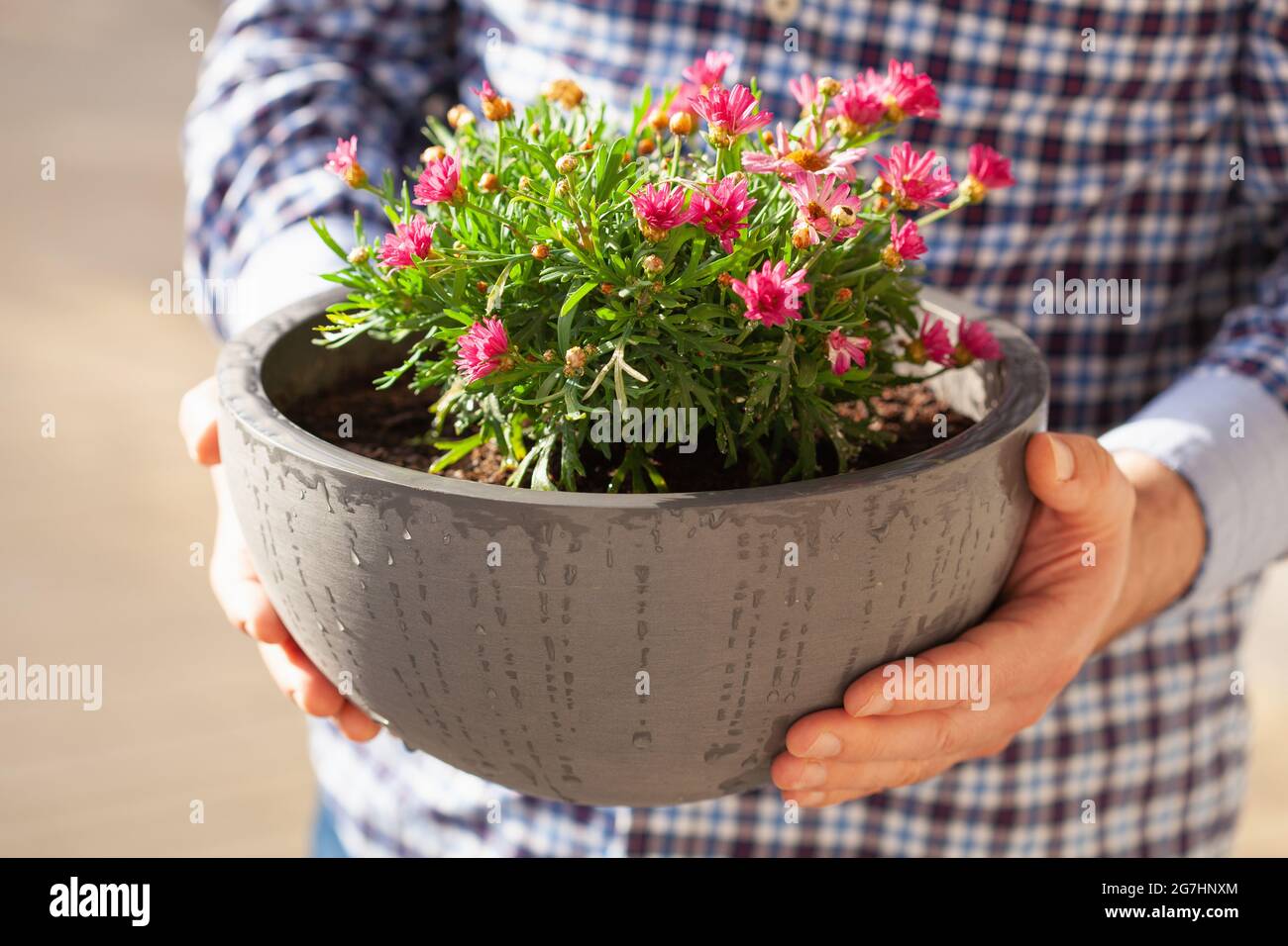 homme jardinier tenant marguerite fleurs dans un pot de fleurs dans le jardin Banque D'Images