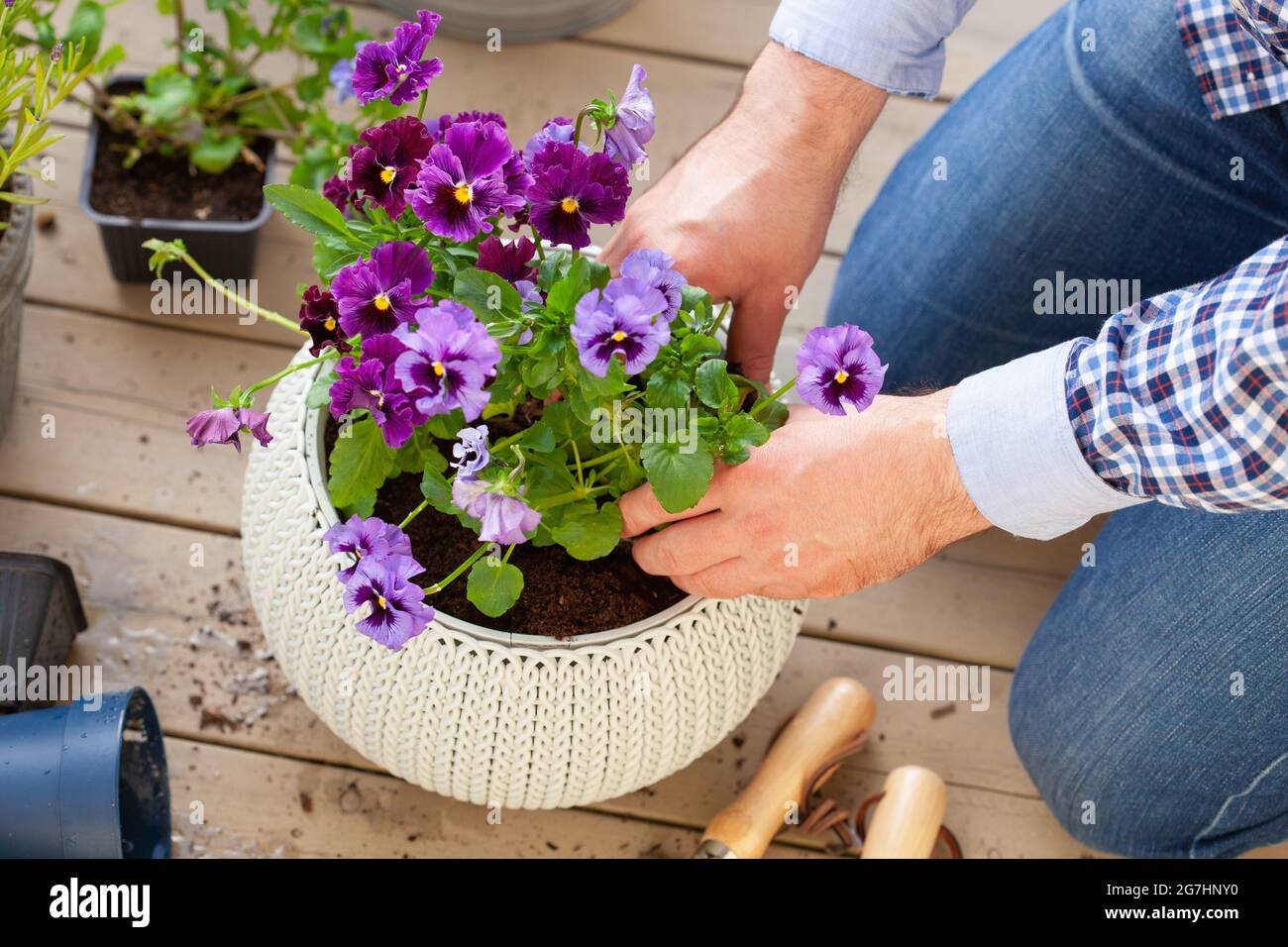 homme jardinier plantant du pansy, fleurs de lavande dans un pot de fleurs dans le jardin sur la terrasse Banque D'Images