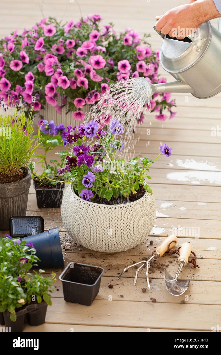 homme jardinier plantant des fleurs de pansy dans le jardin Banque D'Images