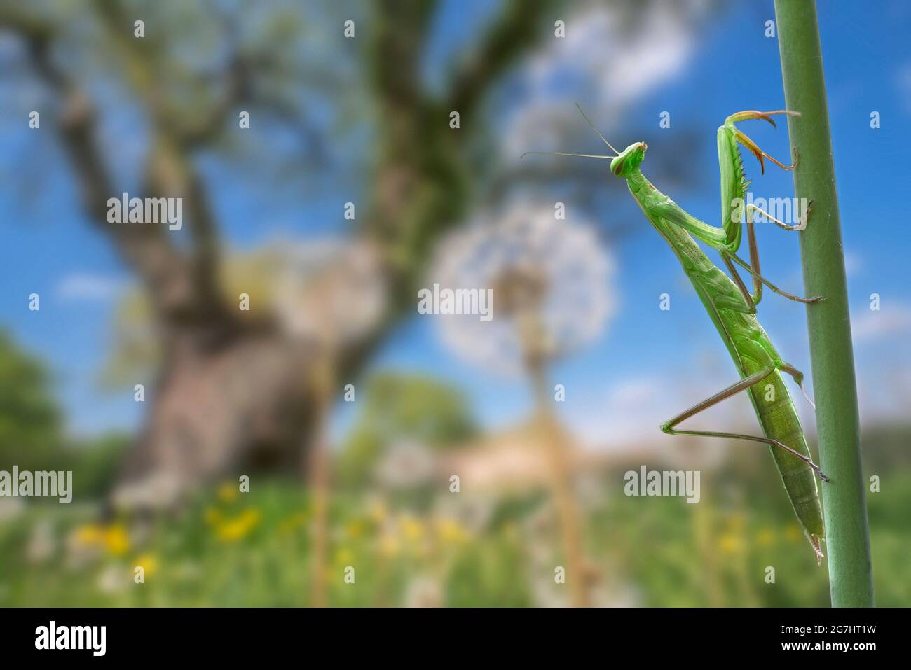 Mantis européenne / mantis de prière (Mantis religiosa) tige d'escalade dans la prairie en été, la Brenne, Indre, France Banque D'Images