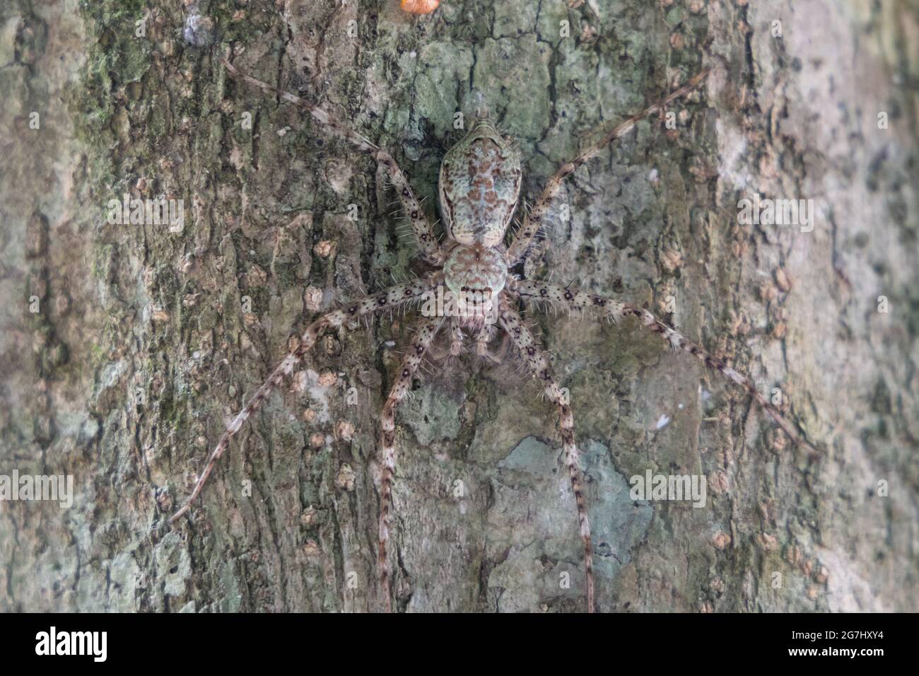 Gros plan du camouflage d'araignée huntsman sur un tronc d'arbre au parc national Taman Negara, à Pahang Banque D'Images