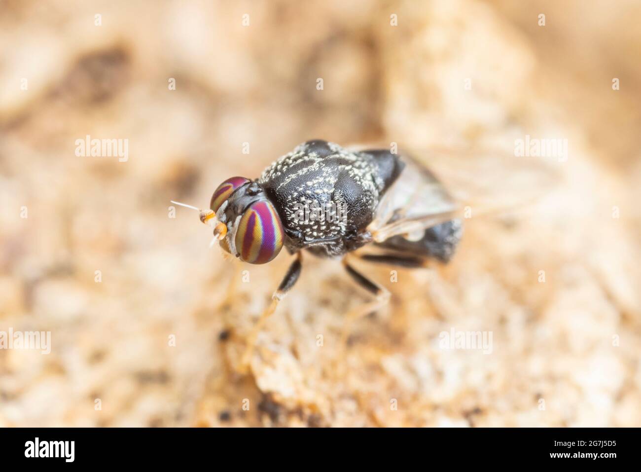 Une femelle Solider Fly (Gowdeyana punctifera) oviposting sur le côté d'un chêne mort. Banque D'Images