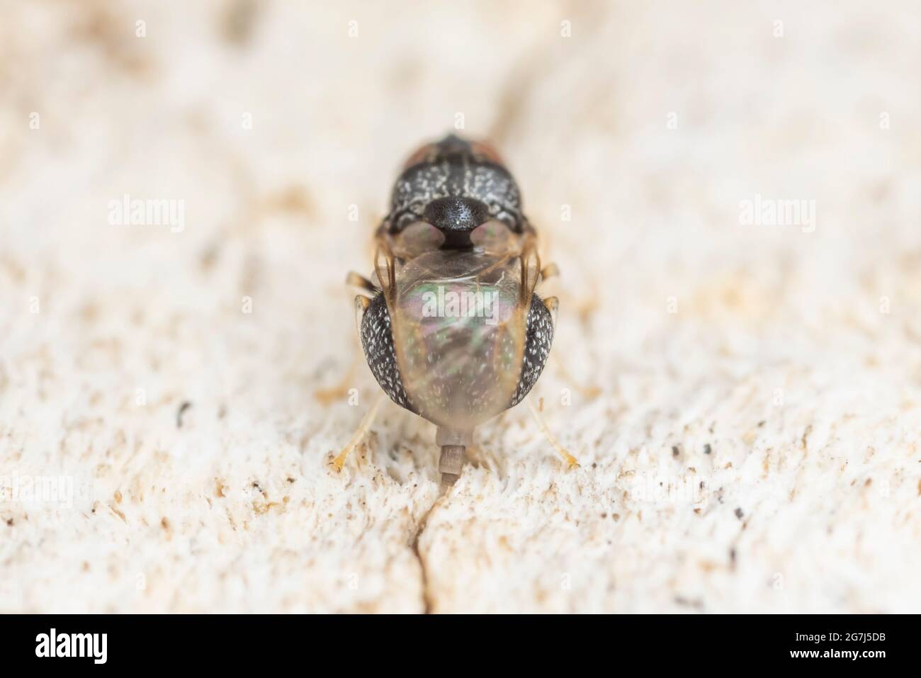 Une femelle Solider Fly (Gowdeyana punctifera) oviposting sur le côté d'un chêne mort. Banque D'Images