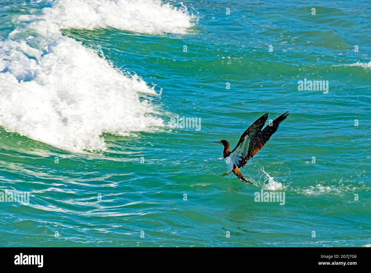 Oiseau marin tropical sortant de l'eau en face des vagues après la plongée Banque D'Images