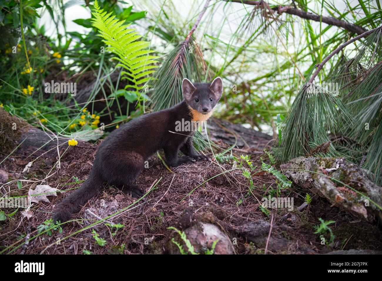 La martre d'Amérique (Martes americana) regarde l'été - animal captif Banque D'Images