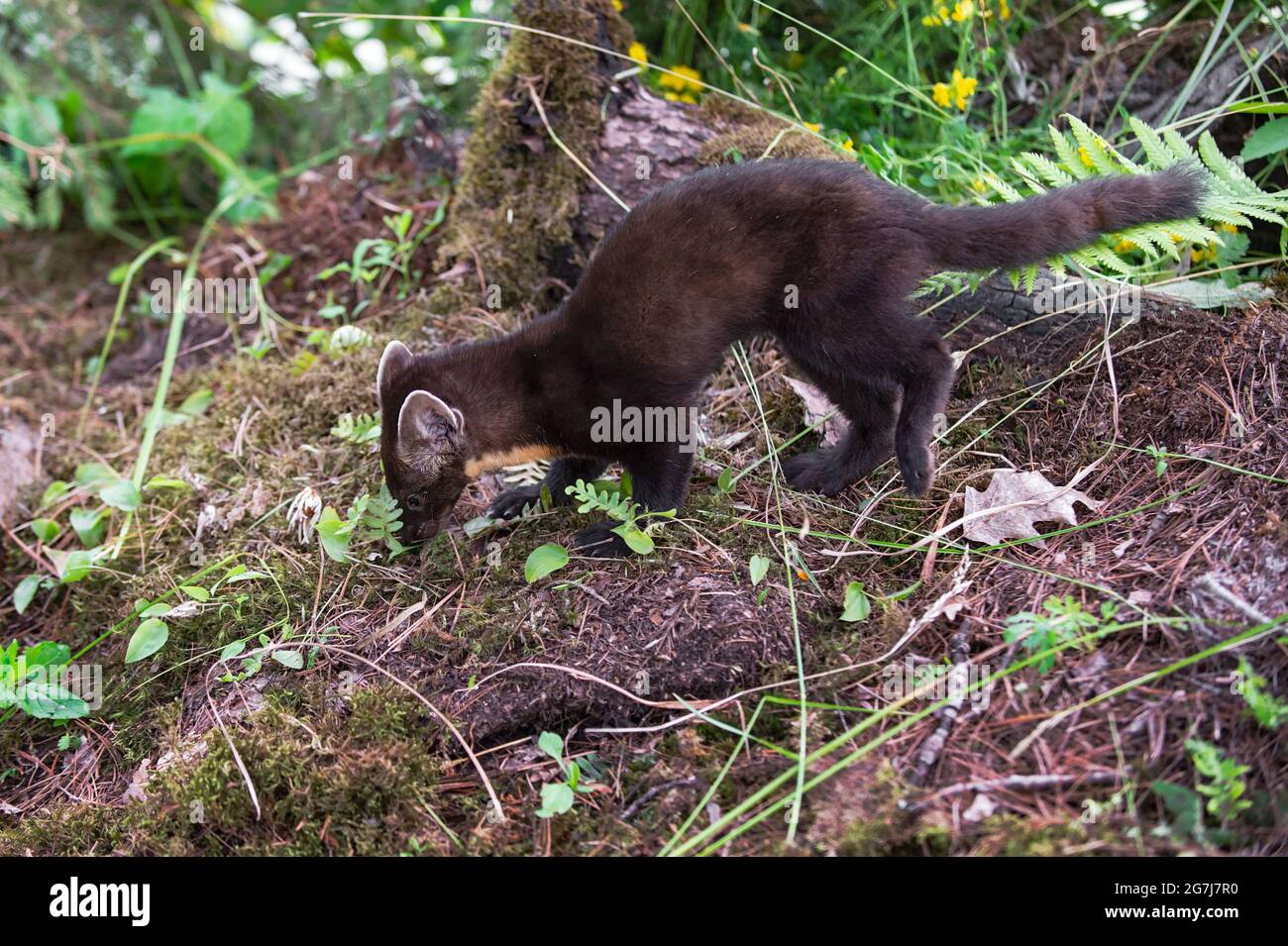 Les sniffs de Martes americana (American Pine Marten) ont quitté l'été - animal captif Banque D'Images