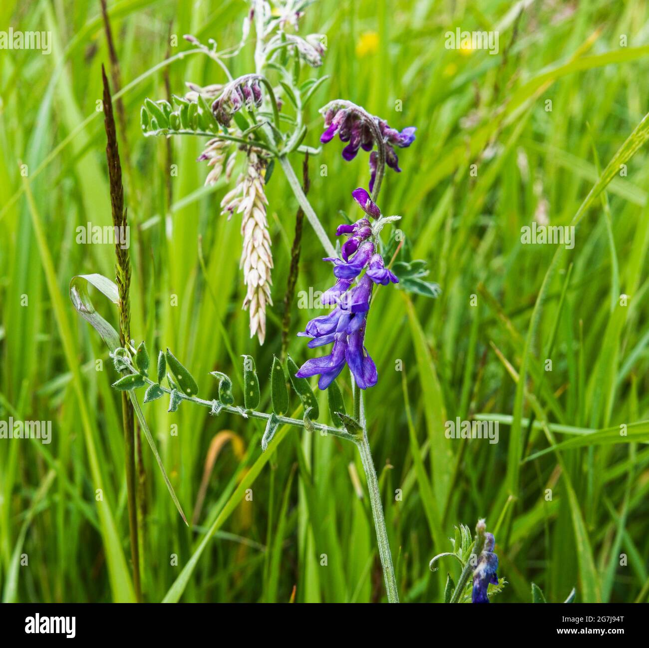 Vesce touffeté, Vicia cracca, également connu sous le nom de vesce de vache ou vesce d'oiseau montré en utilisant des tendriles pour le soutien en saisissant une autre plante. Banque D'Images
