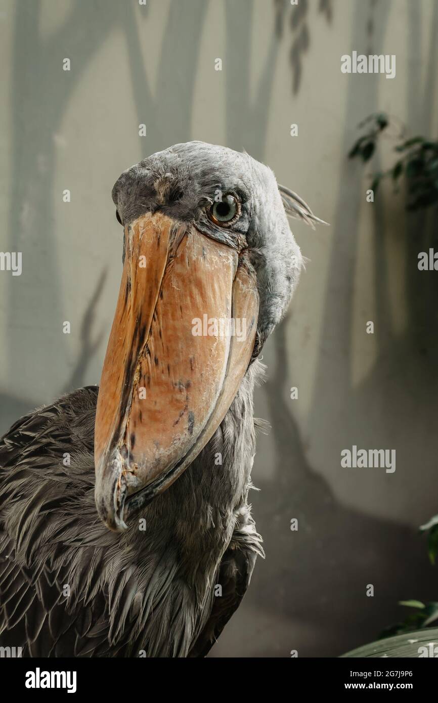 Shoebill,Balaeniceps rex, également connu sous le nom de baleine est un grand oiseau et vit en Afrique de l'est tropicale.il a une énorme, bec bulbeux et féath bleu-gris Banque D'Images