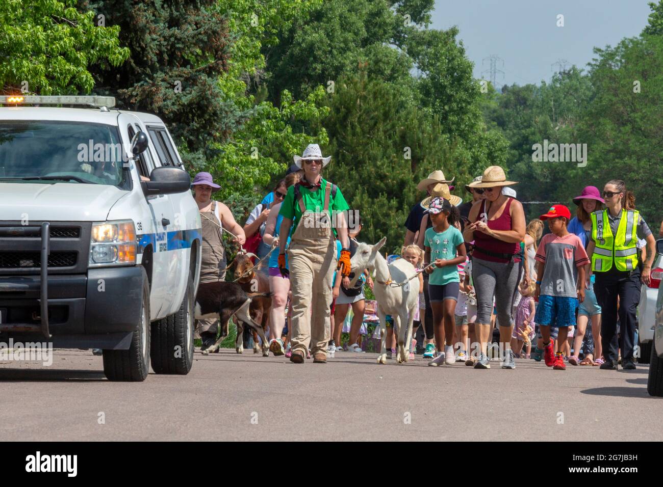 Wheat Ridge, Colorado - accompagné d'enfants et d'adultes admiratifs, chèvres de 5 Frise Farm parade au parc Lewis Meadows où ils seront admis Banque D'Images