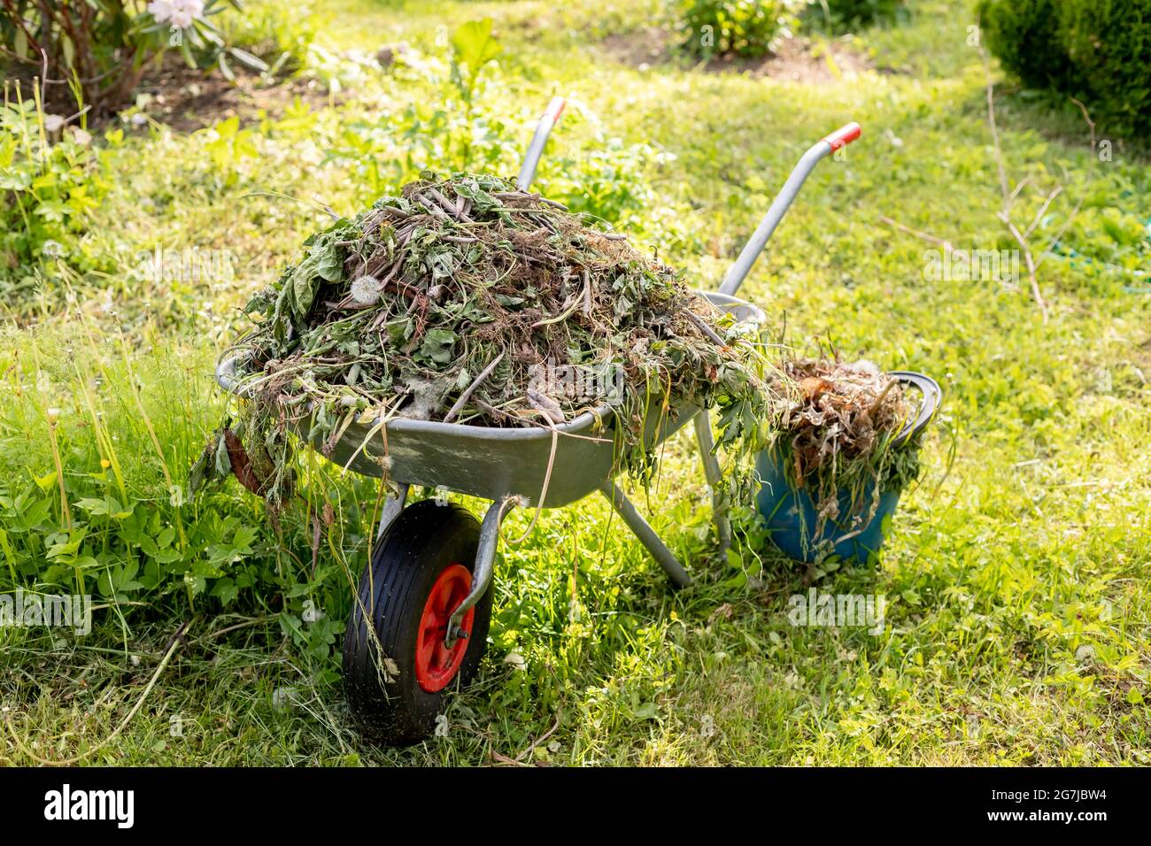 brouette dans un potager. chariot avec branches. Nettoyage dans le jardin.la voiture est entièrement chargée avec de vieilles plantes, nettoyage dans le parc Banque D'Images