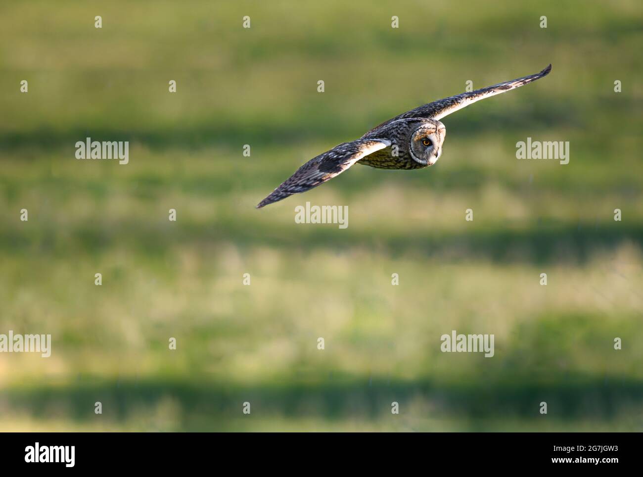 Hibou à la chasse au coucher du soleil, volant hibou à longues oreilles, ASIO otus prédateur, chasseur d'oiseaux, chasse aux oiseaux rapaces, Majestueux hibou à longues oreilles, ASIO Otus avec grand Banque D'Images