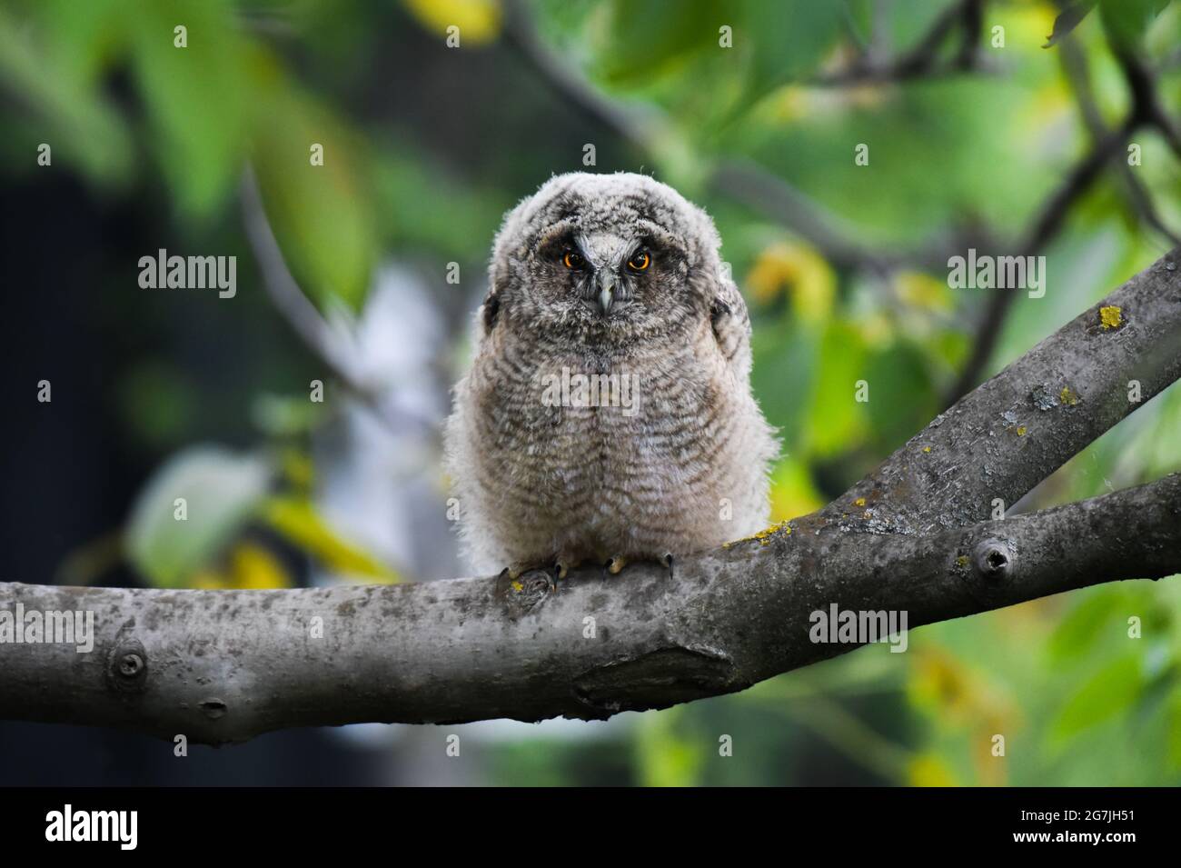 Bebe Chouette Banque D Image Et Photos Alamy Bebe Chouette Banque D Image Et Photos Alamy