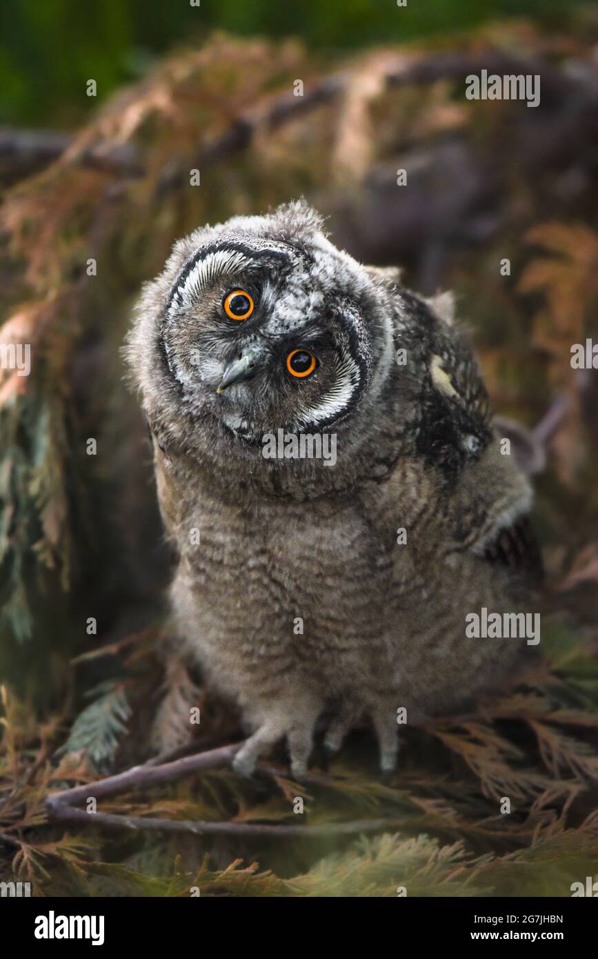 Hibou drôle poussin regardant avec les yeux de grande brigade, curieux hibou à longues oreilles assis sur l'arbre, sauvage ASIO Otus, hibou affamé posant, portrait de hibou, jeune chasseur Banque D'Images