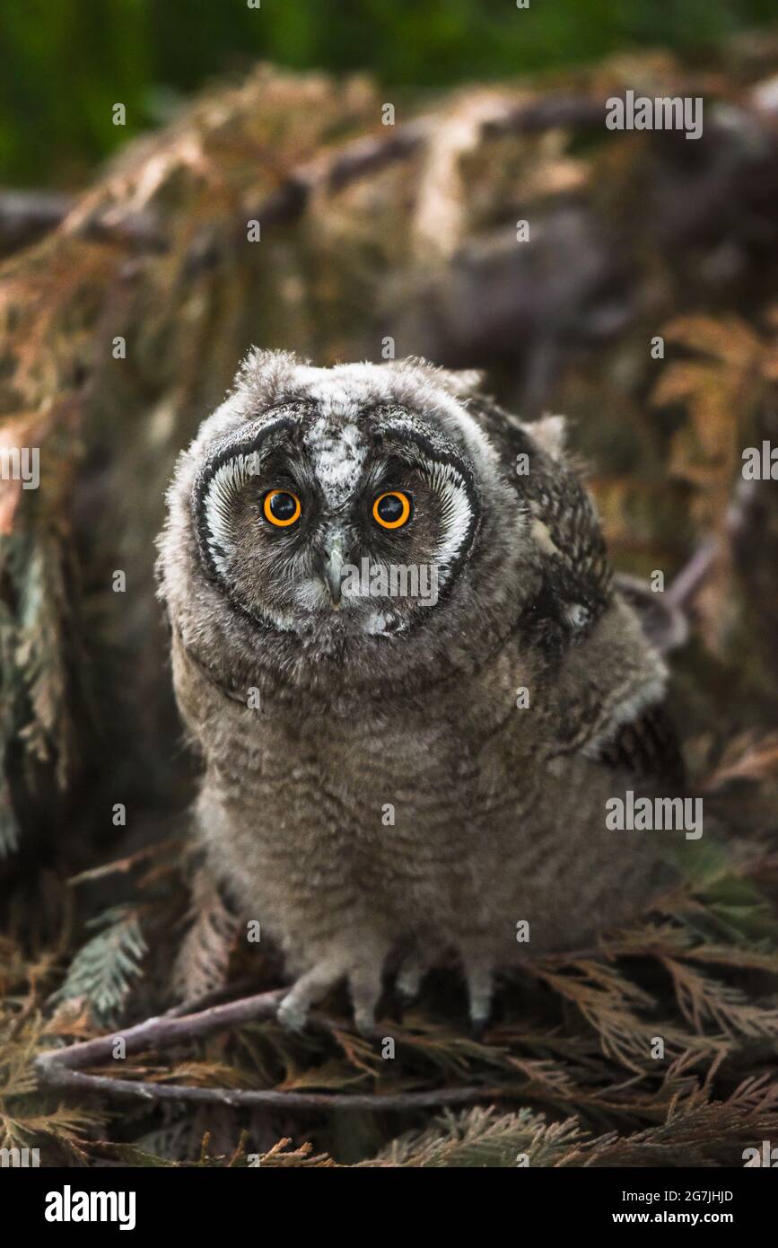 Curieux hibou poussin regardant avec les yeux de grande brigade, drôle hibou à longue oreilles assis sur l'arbre, sauvage ASIO Otus, hibou affamé posant, portrait de hibou, jeune chasseur gro Banque D'Images